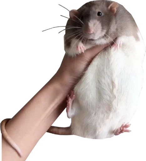 Стикер Take this rat!