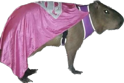 Стикер Capybara