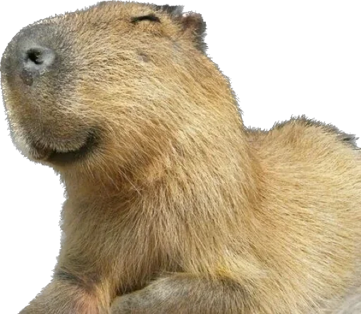 Стикер Capybara