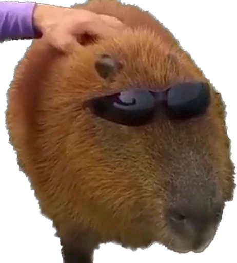 Стикер Capybara