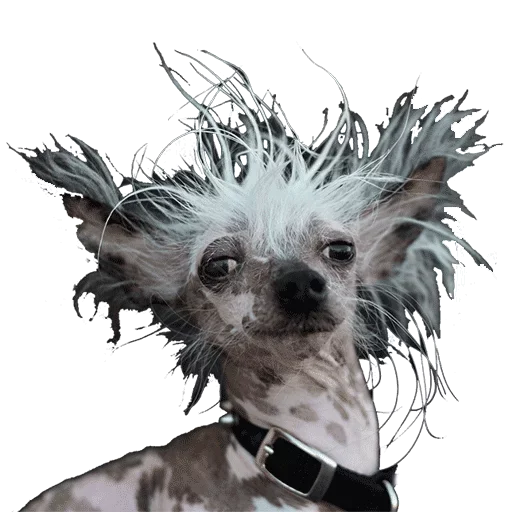 Стикер Taxidermy