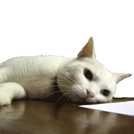 Стикер Taxidermy