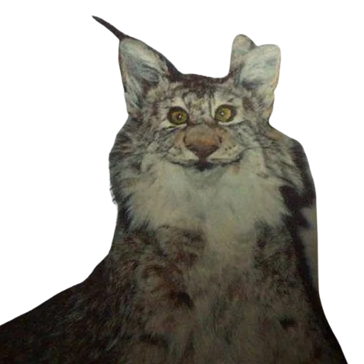 Стикер Taxidermy