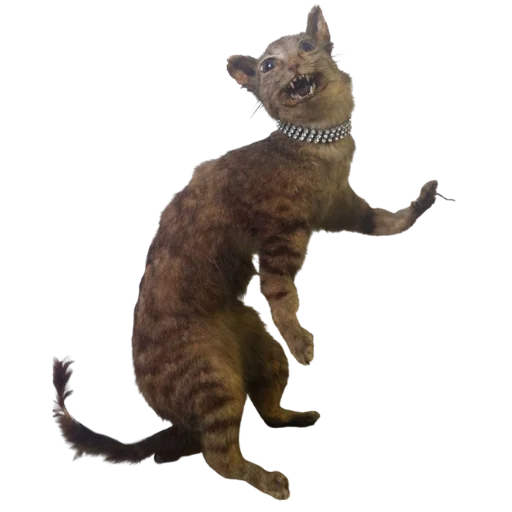 Стикер Taxidermy