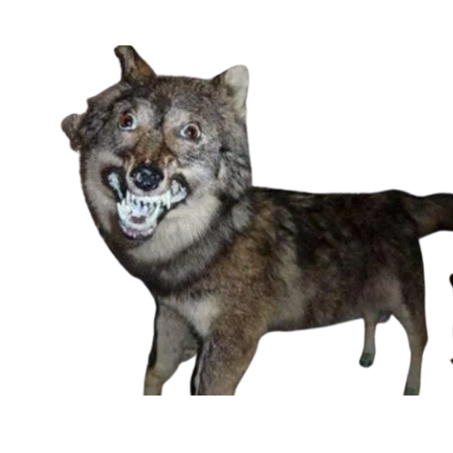 Стикер Taxidermy