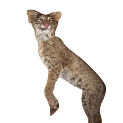 Стикер Taxidermy