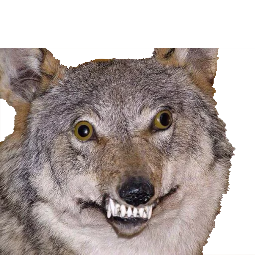 Стикер Texiderpy!