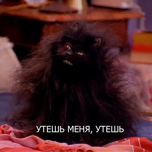 Стикер Cat Salem