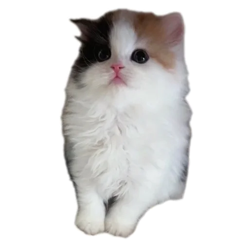 Стикер Котики