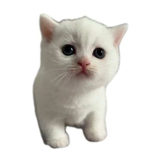 Стикер Котики