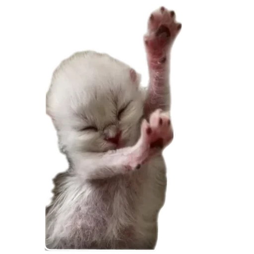 Стикер Котики