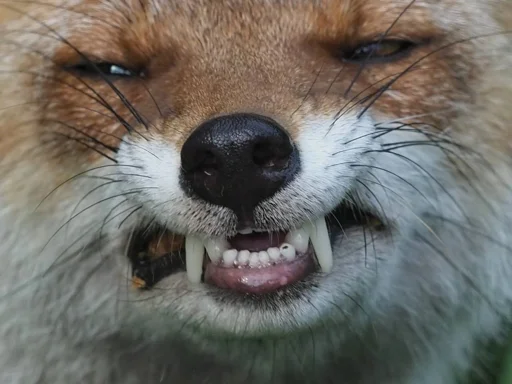 Стикер Cunning Fox (razoleg)