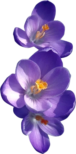 Стикер The Violet Flower