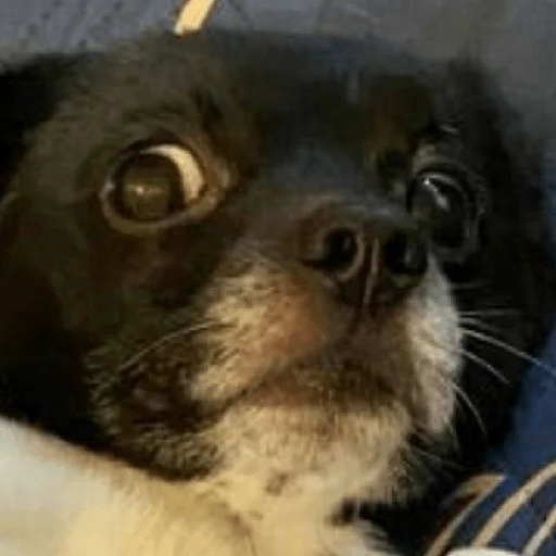 Стикер Timidi_Kopchik