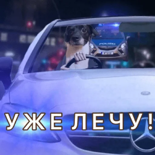 Стикер Timidi_Kopchik