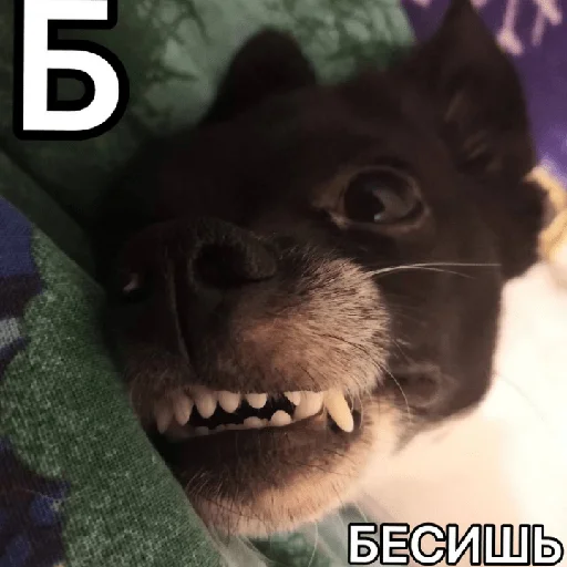 Стикер Timidi_Kopchik