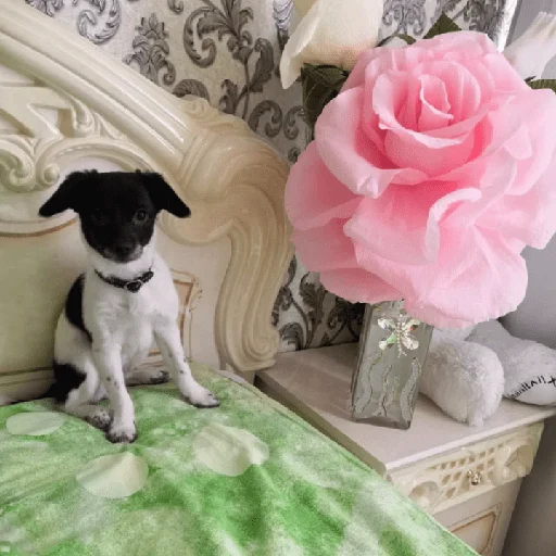 Стикер Timidi_Kopchik