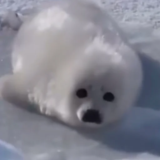 Стикер ТЮЛЕНИ !!