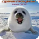 Стикер Тюлень