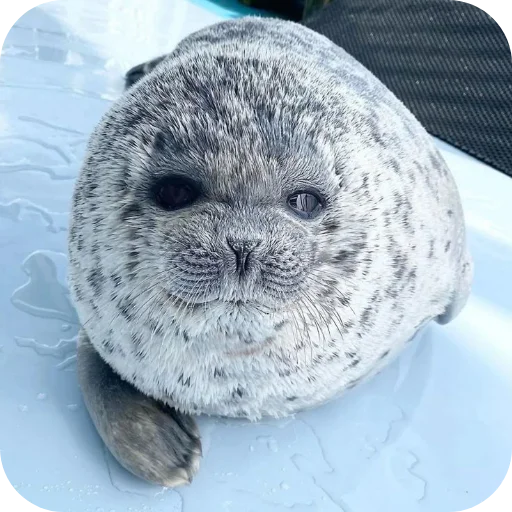 Стикер Тюленьчики