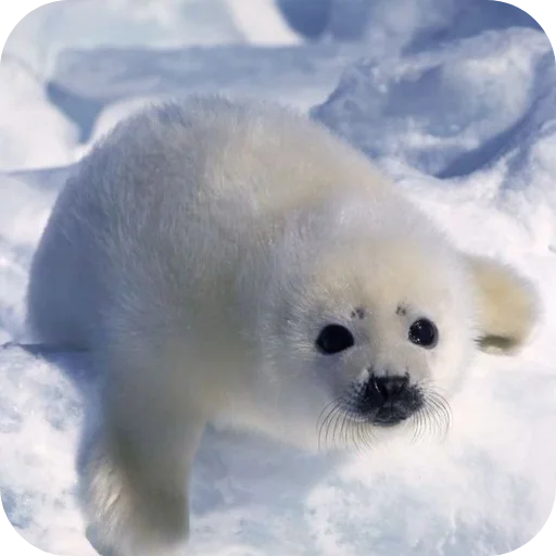 Стикер Тюленьчики