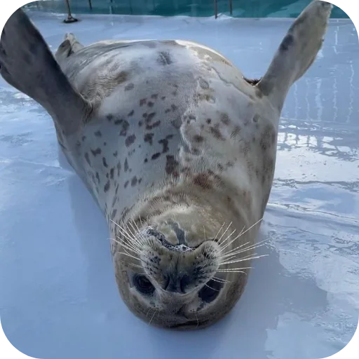 Стикер Тюленьчики