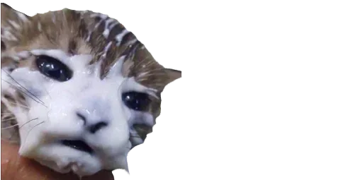 Стикер Мікро-Кішки