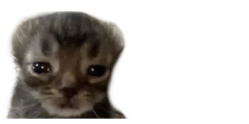 Стикер Мікро-Кішки