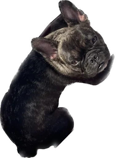 Стикер Ullisse