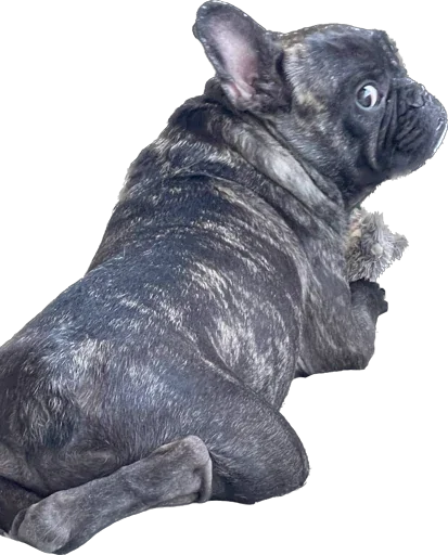 Стикер Ullisse