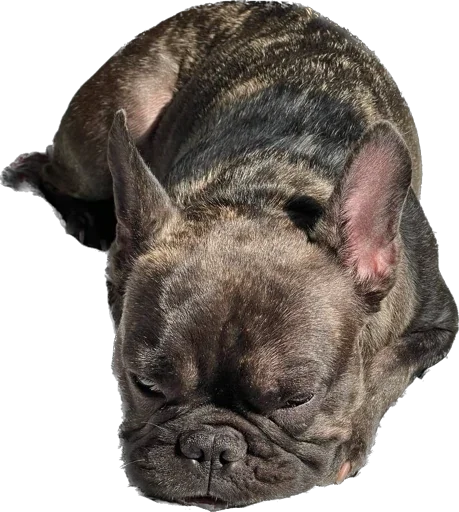 Стикер Ullisse