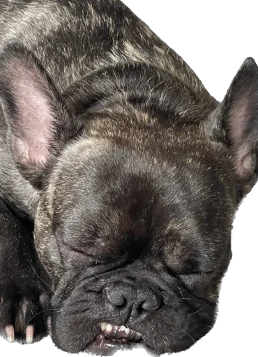 Стикер Ullisse