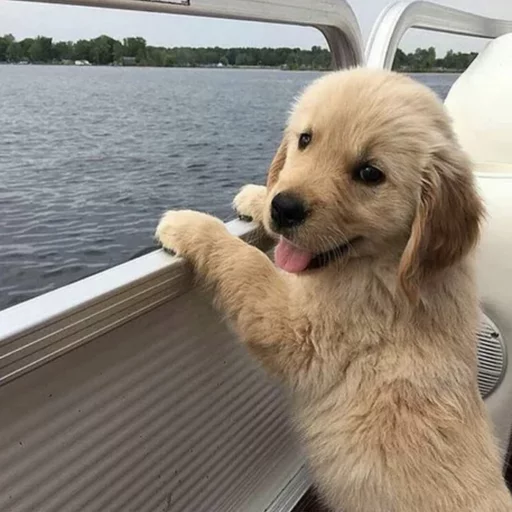 Стикер Uprt Animals