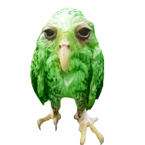 Стикер Duolingo