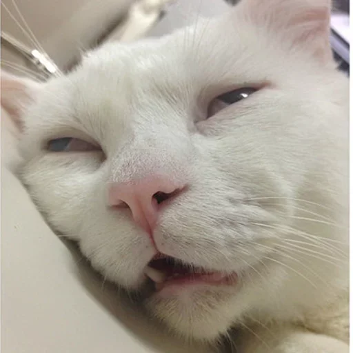 Стикер Very strange animals