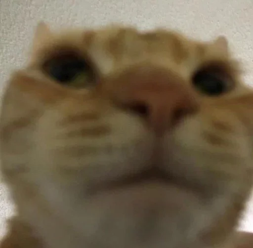 😺