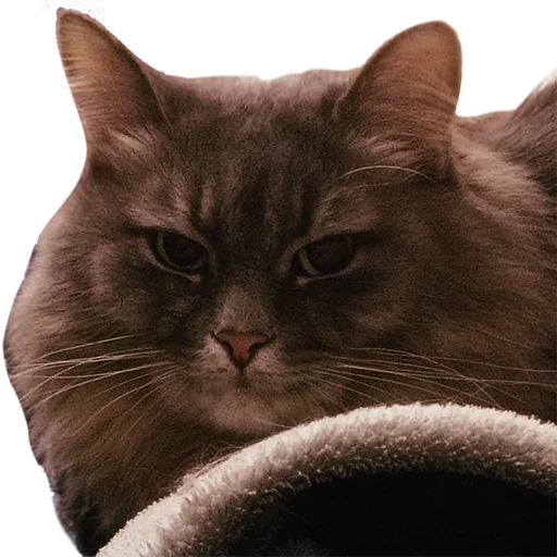 Стикер CatMaine Chan