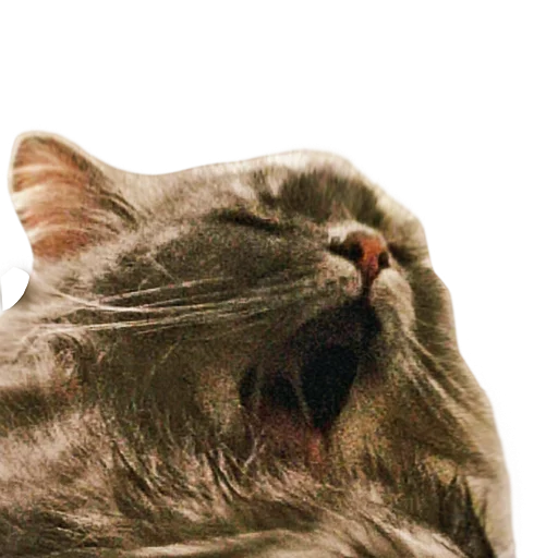 Стикер CatMaine Chan