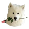 Эмодзи White Dog Emoji