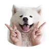 Эмодзи White Dog Emoji