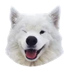 Эмодзи White Dog Emoji