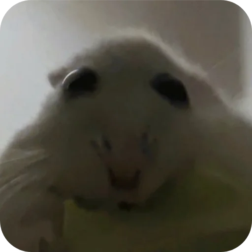 Стикер Хомячки