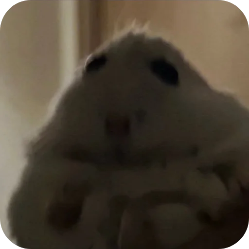 Стикер Хомячки