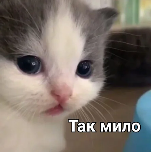 Стикер Зачем этот пак существует