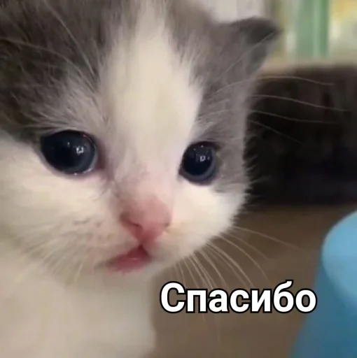 Стикер Зачем этот пак существует