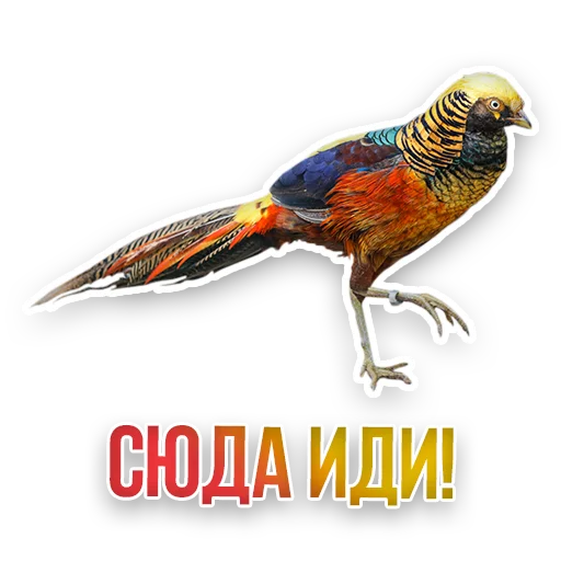 Стикер Недомашние животные