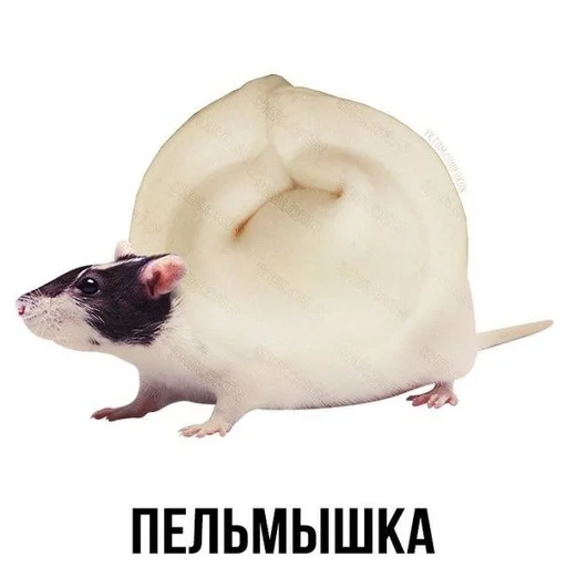 Стикер Слово+слово