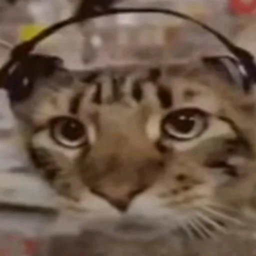 Стикер уебенкс