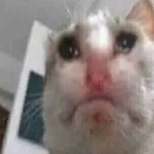 Стикер уебенкс