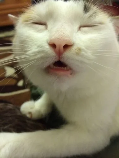 Стикер Унитазные коты